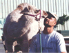 Brian Gisi training baby dromedary camel