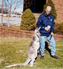 Brian Gisi training grey kangaroo